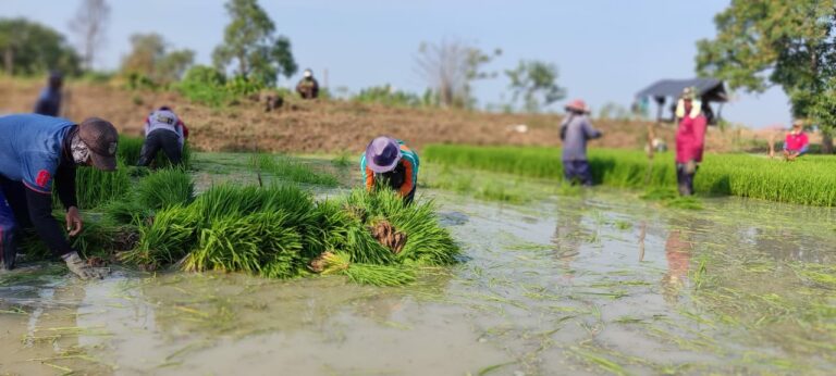 Program “Food Estate” Sudah dari Lama dan Semuanya Gagal!