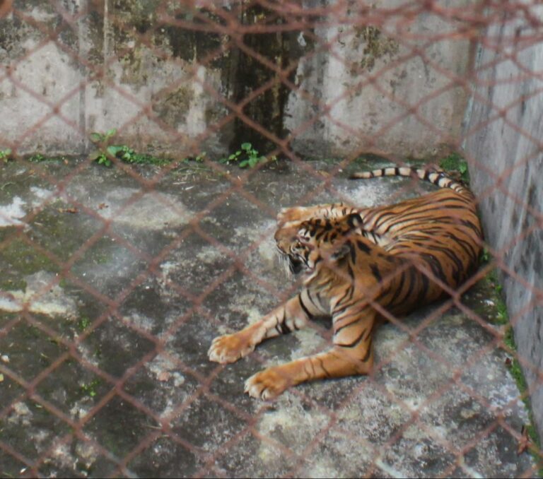 Harimau Sumatra dan Benggala Gagal Dibiakkan di Medan Zoo, Begini Kata Bobby Nasution