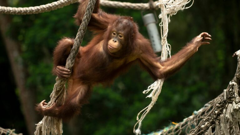 Pembangunan IKN, Bagaimana Nasib Orang Utan Kalimantan?