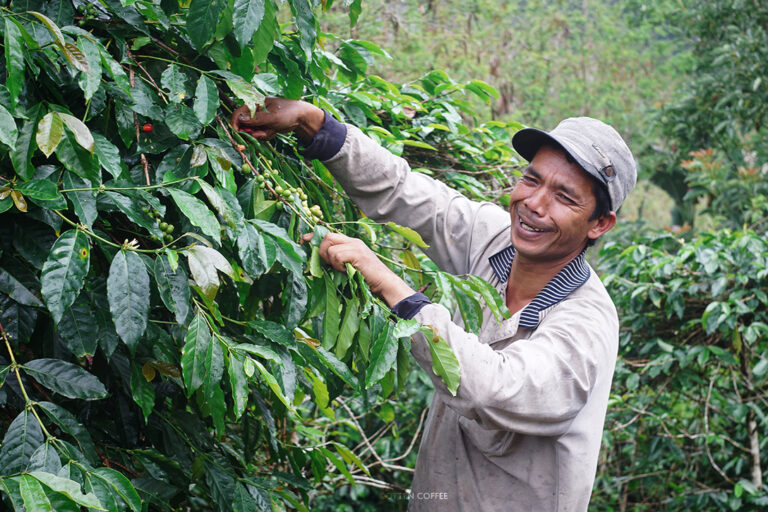 Digemari Warga AS, Intip Potensi Produksi Kopi di Indonesia