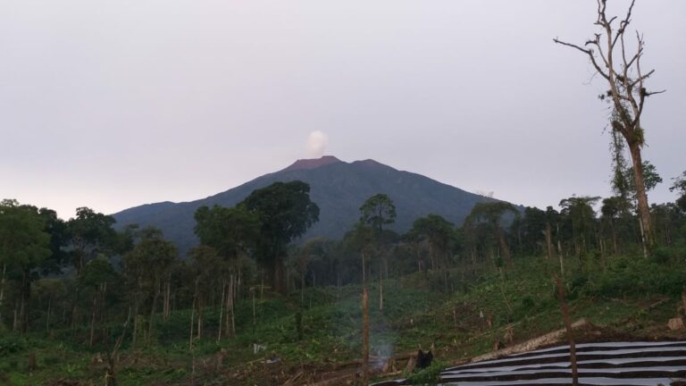 Sekitar 19 Persen Lahan Hutan TNKS Wilayah III Bengkulu-Sumsel Rusak