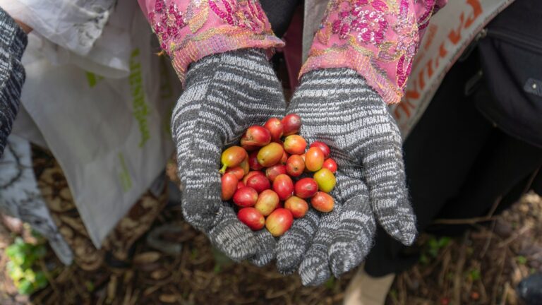 Biji-biji Kopi Indonesia Ini Sudah Mendunia