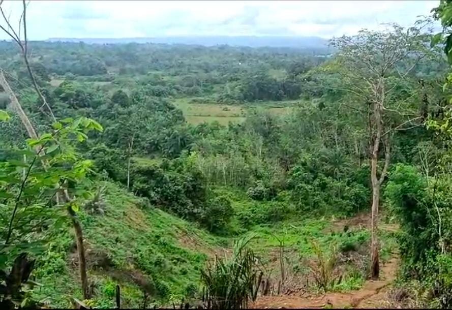 Kerusakan Hutan