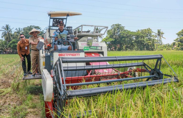 Kabar Baik di Tengah Naiknya Harga Beras, Jawa Tengah Mulai Panen Raya