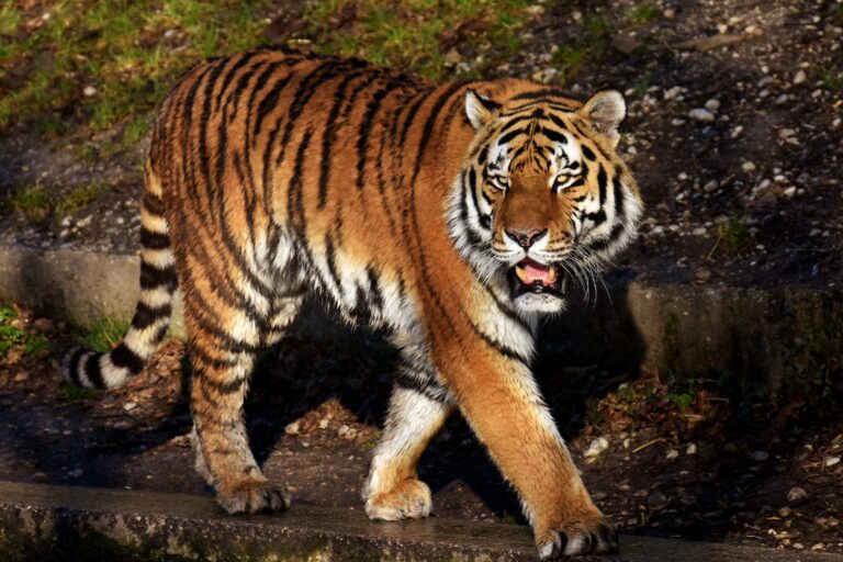 Harimau