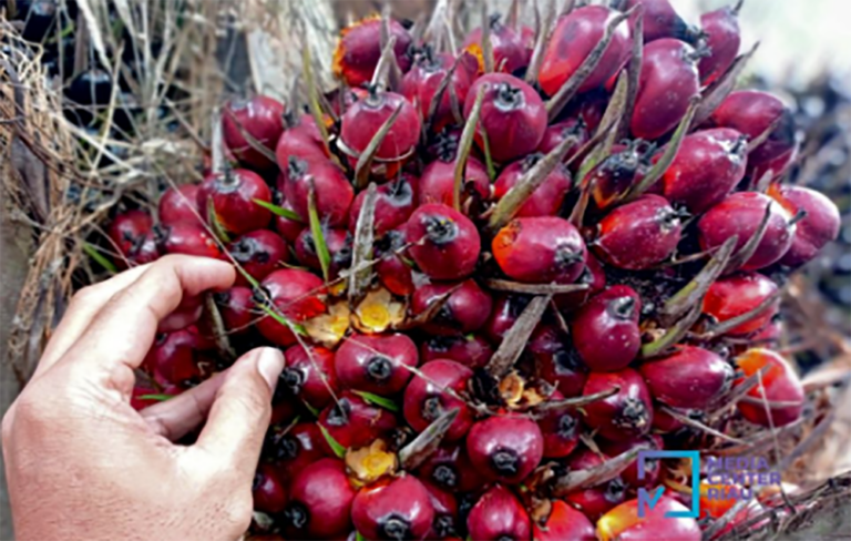 Harga Sawit Mitra Swadaya di Riau Naik Capai Rp2.929,90 per-Kg