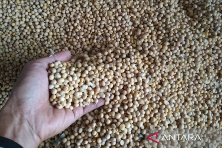 Penyuka Tempe, Kedelai Indonesia 80 Persennya Impor!