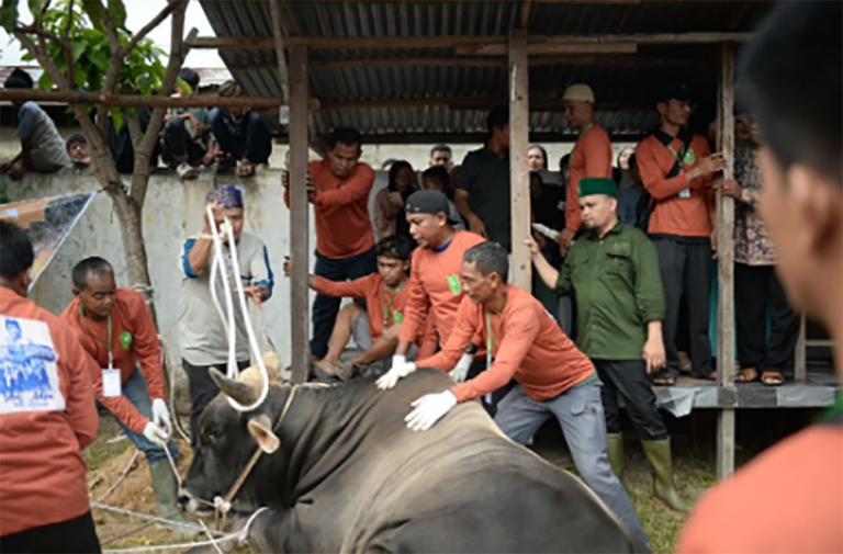 Sapi Kurban Bantuan Jokowi Jadi Tontonan Warga