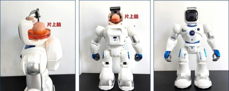 China Buat Robot Humanoid yang Menggunakan Sel Otak