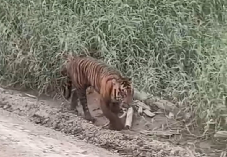 Viral Video Harimau Berkeliaran di Area Konsesi Pelalawan