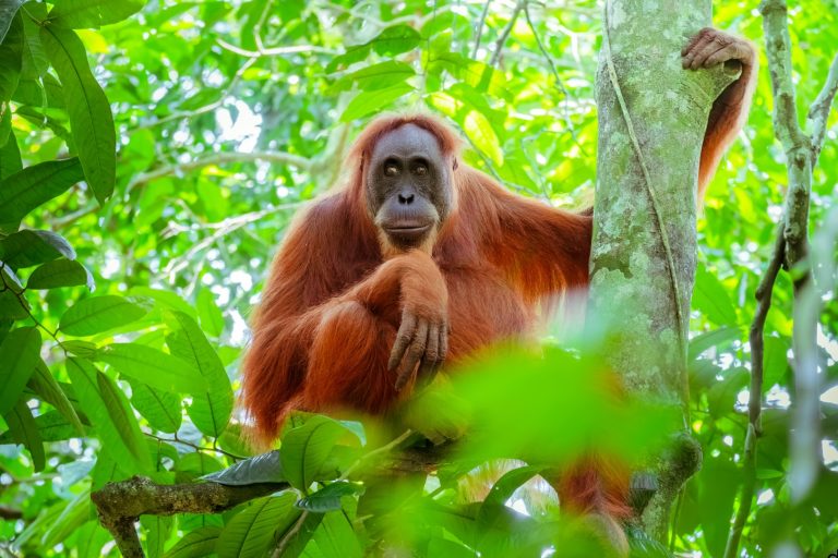 Viral Orangutan Setinggi Rumah, Mengapa Keluar dari Habitatnya?