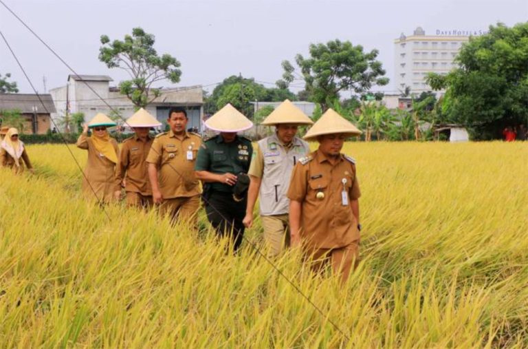 Ketahanan Pangan, Kota Tangerang Panen Raya 750 Ton Padi