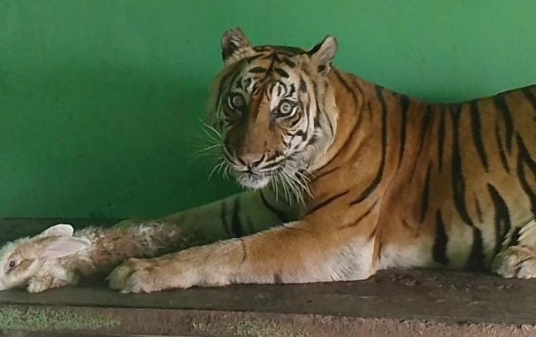 Bobby Nasution: Harimau Medan Zoo Mati Karena Usia Lanjut