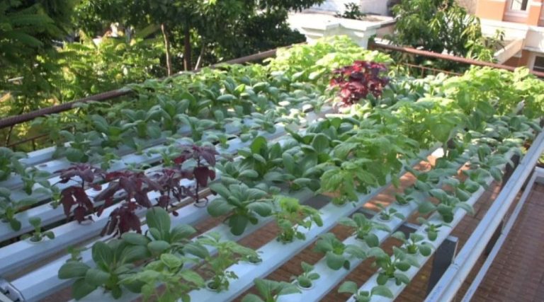 Urban Farming